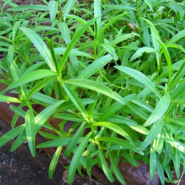 Tarragon Flower seeds for Planting Cottage Garden Essential, Heirloom & GMO Free Seeds for Home Garden seeds for planting