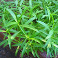 Tarragon Flower seeds for Planting Cottage Garden Essential, Heirloom & GMO Free Seeds for Home Garden seeds for planting