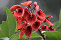 Erythrina Flower seeds for Planting Seasonal Bloomer, Heirloom & GMO Free Seeds for Home Garden seeds for planting