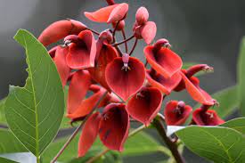 Erythrina Flower seeds for Planting Seasonal Bloomer, Heirloom & GMO Free Seeds for Home Garden seeds for planting