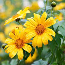 Yellow Torch MEXICAN Tithonia SunFlower seeds for Planting Premium Quality, Heirloom & GMO Free Seeds for Home Garden seeds for planting