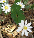 White Sanguinaria Flower seeds for Planting Drought Tolerant, Heirloom & GMO Free Seeds for Home Garden seeds for planting