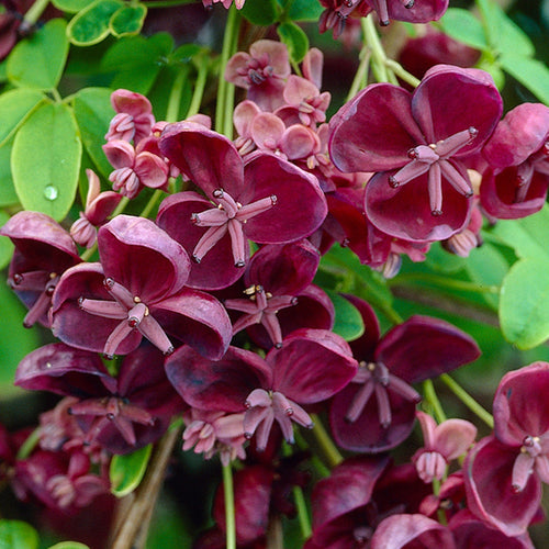 Chocolate Clematis Flower seeds for Planting Perfect for Borders, Heirloom & GMO Free Seeds for Home Garden seeds for planting