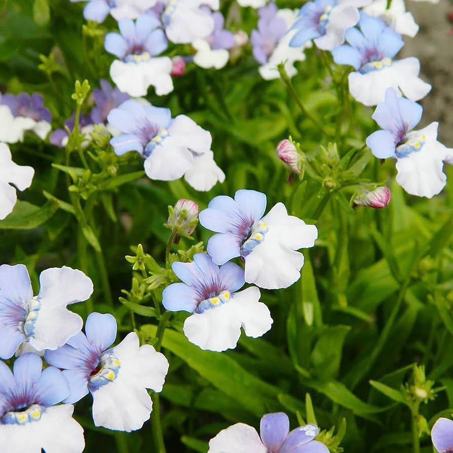 Nemesia Strumosa Flower seeds for Planting Cottage Garden Essential Heirloom & GMO Free Seeds for Home Garden seeds for planting