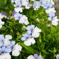 Nemesia Strumosa Flower seeds for Planting Cottage Garden Essential Heirloom & GMO Free Seeds for Home Garden seeds for planting