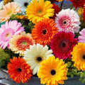 Gerbera Flower seeds for Planting Fragrant Blossoms Heirloom & GMO Free Seeds for Home Garden seeds for planting