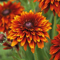 Orange Cherokee Flower seeds for Planting Premium Quality, Heirloom & GMO Free Seeds for Home Garden seeds for planting