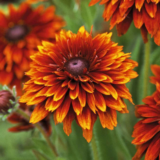 Orange Cherokee Flower seeds for Planting Premium Quality, Heirloom & GMO Free Seeds for Home Garden seeds for planting