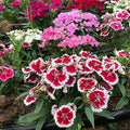 Dianthus Flower seeds for Planting Colorful Display Heirloom & GMO Free Seeds for Home Garden seeds for planting