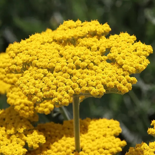 Yellow Achillea Flower seeds for Planting Bright Blooms, Heirloom & GMO Free Seeds for Home Garden seeds for planting
