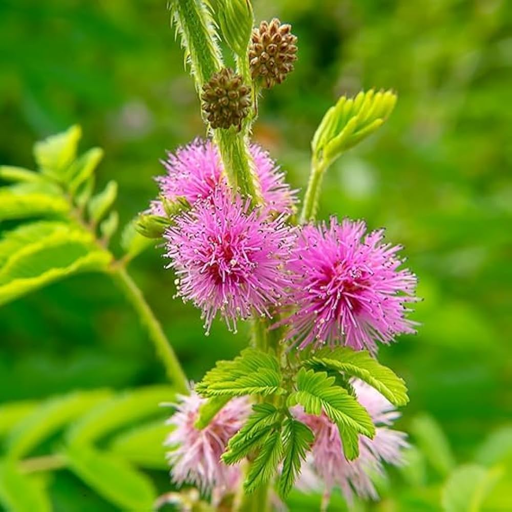 Mimosa Pudica, Touch me not, Lajalu, Sensitive Plant seeds for Planting Cut Flower Favorite, Heirloom & GMO Free Seeds for Home Garden seeds for planting