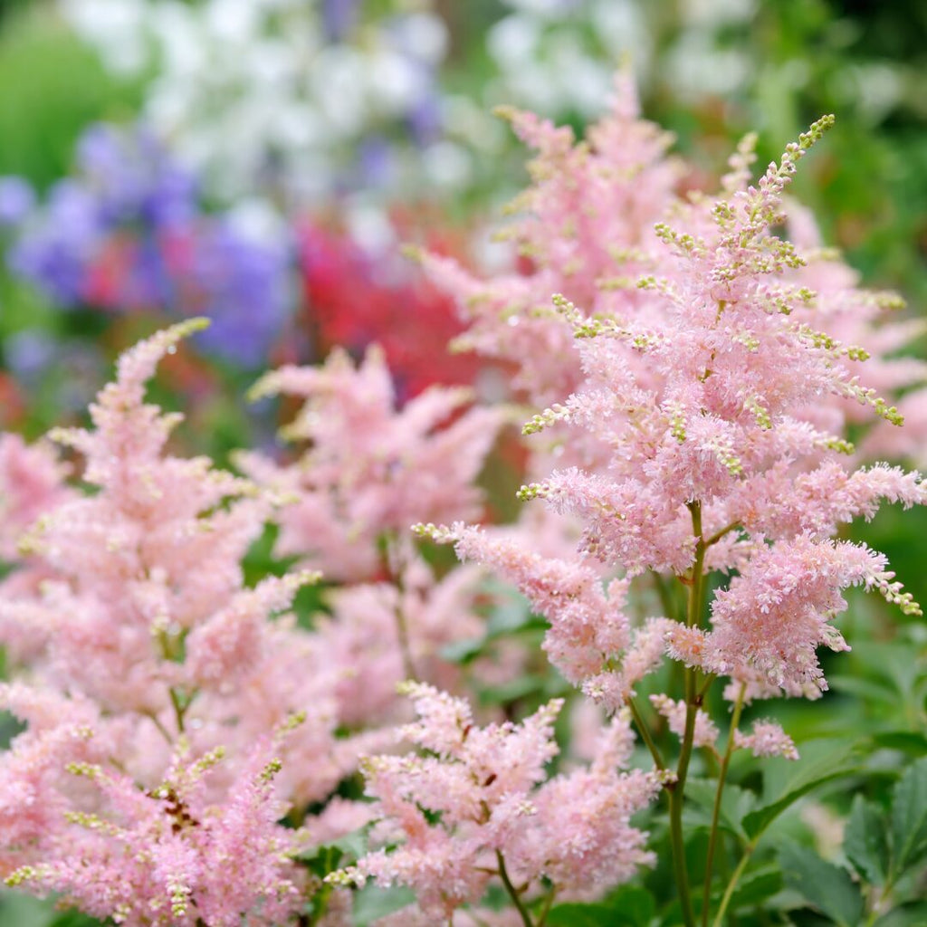 Pink Astilbe Flower seeds for Planting Low Maintenance, Heirloom & GMO Free Seeds for Home Garden seeds for planting