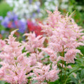 Pink Astilbe Flower seeds for Planting Low Maintenance, Heirloom & GMO Free Seeds for Home Garden seeds for planting