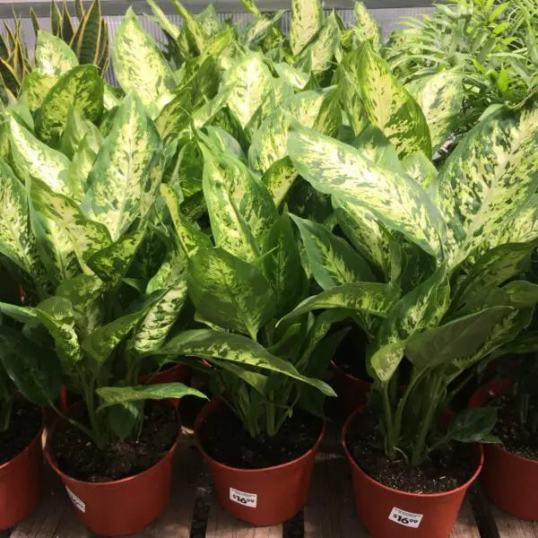 Green Sansevieria Flower seeds for Planting Wildflower Mix, Heirloom & GMO Free Seeds for Home Garden seeds for planting