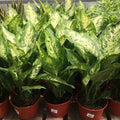 Green Sansevieria Flower seeds for Planting Wildflower Mix, Heirloom & GMO Free Seeds for Home Garden seeds for planting