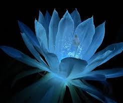 High quality Light Blue Epiphyllum Flower seeds for Planting Sun Loving, Heirloom & GMO Free Seeds for Home Garden seeds pack