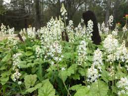 Green Tiarella Flower seeds for Planting Compact Growth, Heirloom & GMO Free Seeds for Home Garden seeds for planting