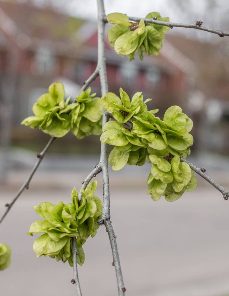 Dark Green Elm Flower seeds for Planting Colorful Display, Heirloom & GMO Free Seeds for Home Garden vegetable and garden seeds