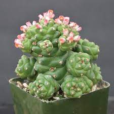 Premium Monadenium Flower seeds for Planting Low Maintenance, Heirloom & GMO Free Seeds for Home Garden seeds