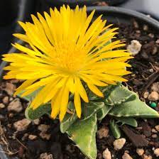 Yellow Faucaria Tigrina Flower seeds for Planting Long Bloom Season, Heirloom & GMO Free Seeds for Home Garden seeds for planting