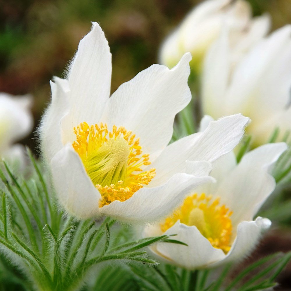 White Pasque Flower seeds for Planting Long Bloom Season, Heirloom & GMO Free Seeds for Home Garden seeds for planting