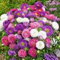 Mix Aster Flower seeds for Planting Fragrant Blossoms, Heirloom & GMO Free Seeds for Home Garden seeds for planting
