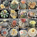 Mixed Astrophytum Flower seeds for Planting Drought Tolerant, Heirloom & GMO Free Seeds for Home Garden seeds for planting