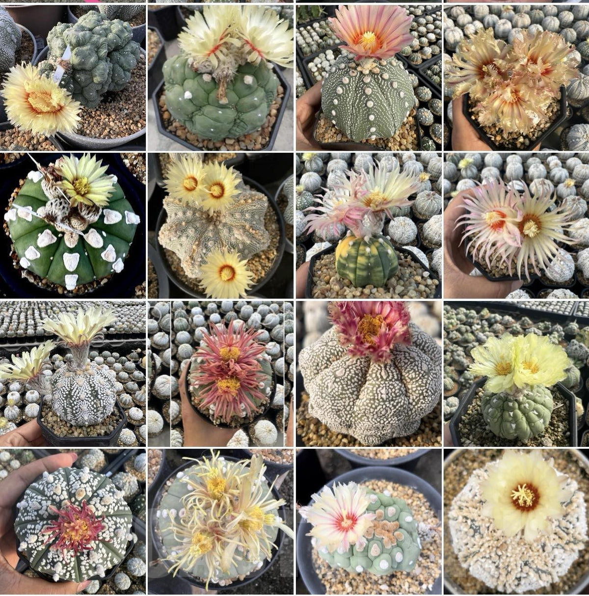Mixed Astrophytum Flower seeds for Planting Drought Tolerant, Heirloom & GMO Free Seeds for Home Garden seeds for planting