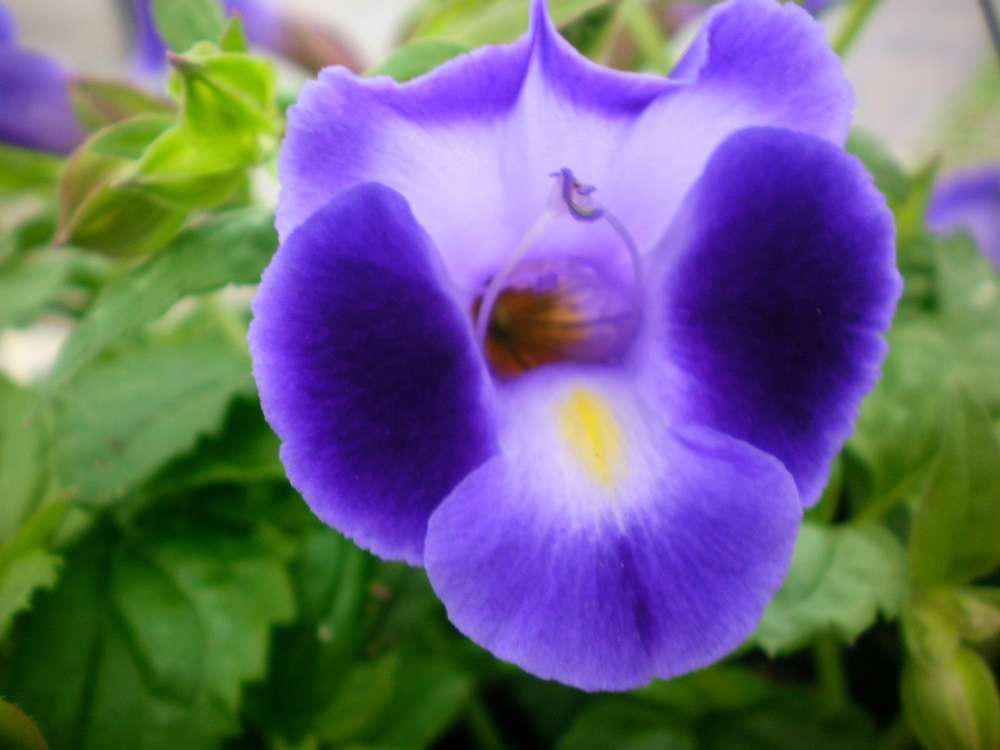 Purple Torenia Kauai Flower seeds for Planting Hardy Variety, Heirloom & GMO Free Seeds for Home Garden seeds for planting