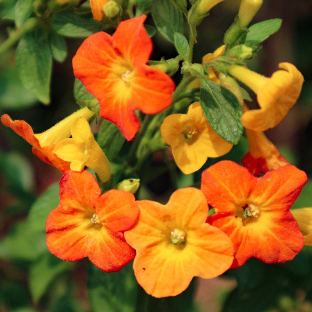 Streptosolen Flower seeds for Planting Wildflower Mix Heirloom & GMO Free Seeds for Home Garden seeds for planting