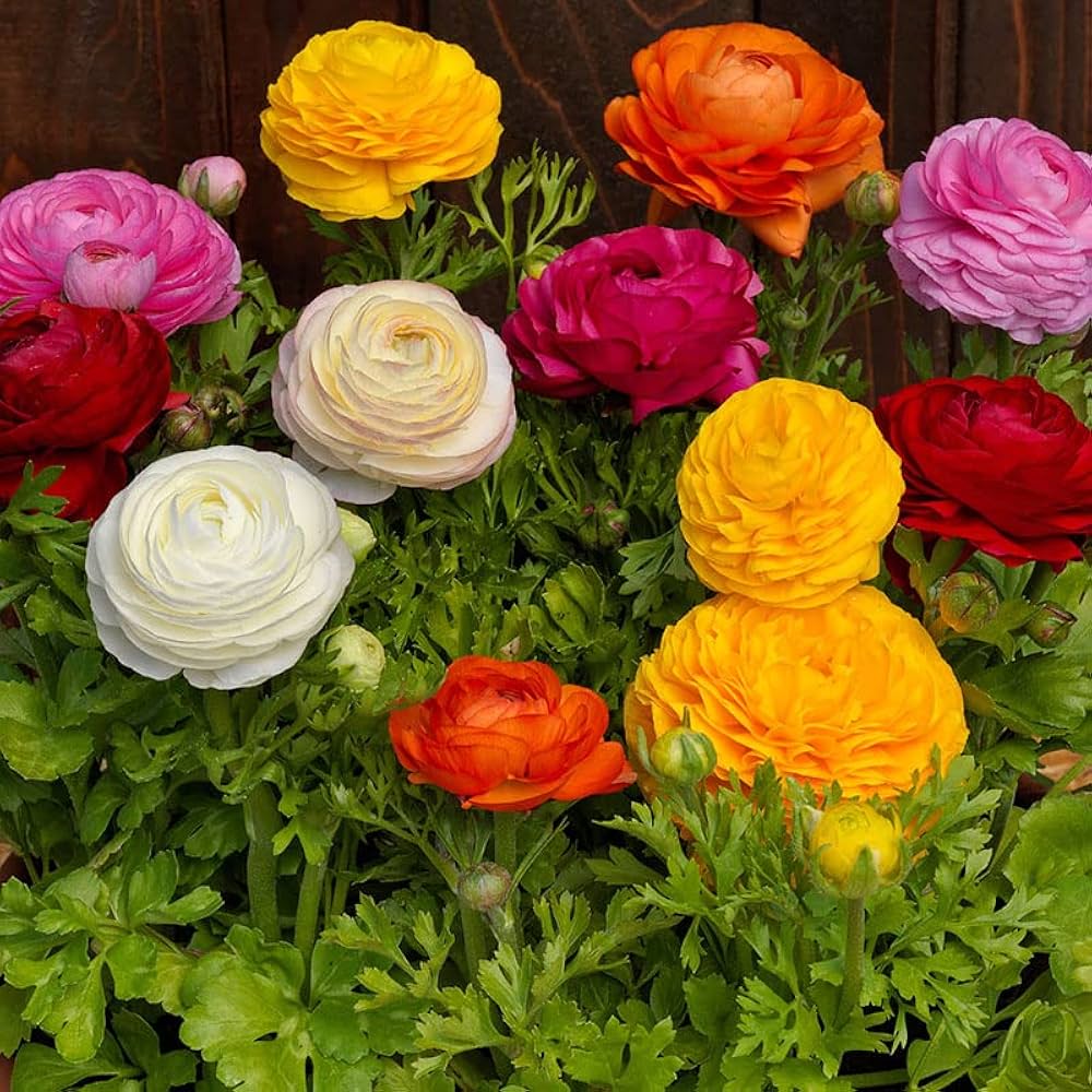 Mixed Ranunculus Flower seeds for Planting Drought Tolerant, Heirloom & GMO Free Seeds for Home Garden seeds for planting