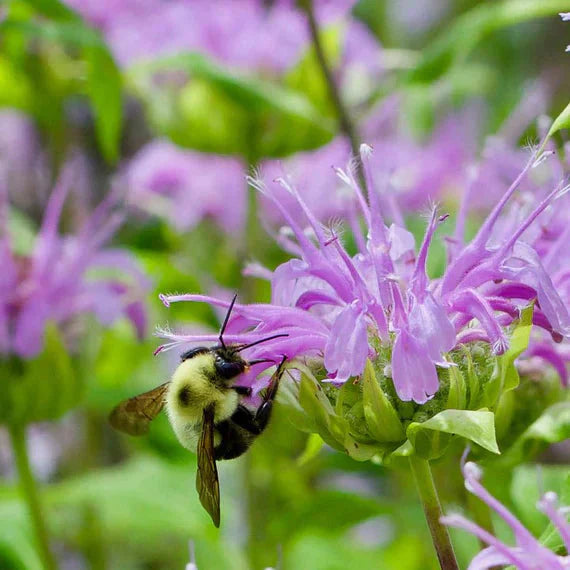 Monarda Flower seeds for Planting Perfect for Borders Heirloom & GMO Free Seeds for Home Garden