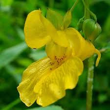 Yellow Impatiens Flower seeds for Planting Cut Flower Favorite, Heirloom & GMO Free Seeds for Home Garden seeds for planting