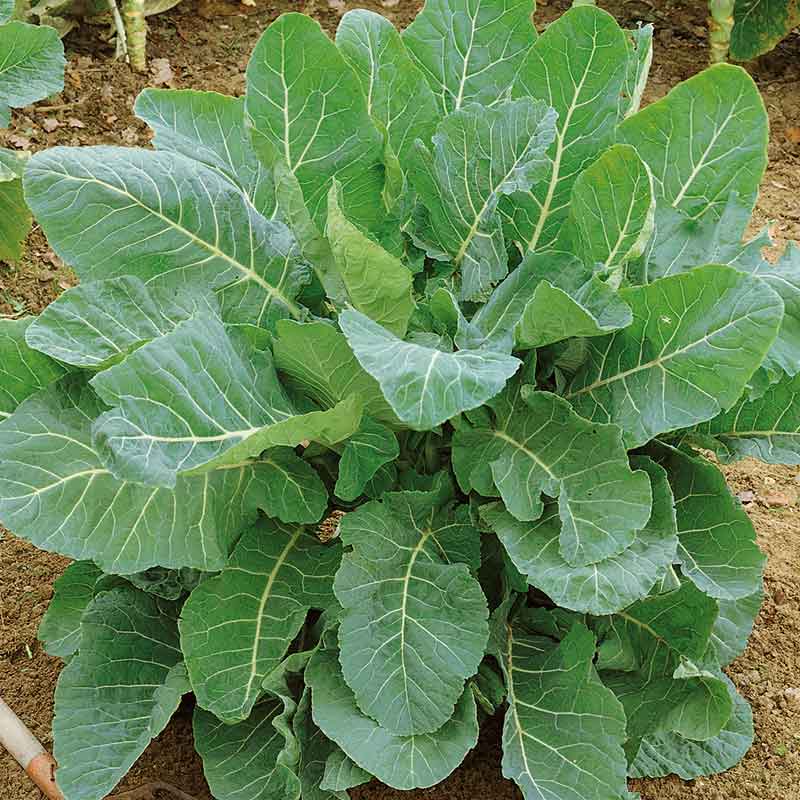 Green Collard Flower seeds for Planting Bright Blooms, Heirloom & GMO Free Seeds for Home Garden seeds for planting