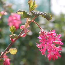Pink Ribes Sanguineum Flower seeds for Planting Perfect for Borders, Heirloom & GMO Free Seeds for Home Garden seeds for planting