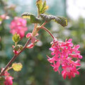 Pink Ribes Sanguineum Flower seeds for Planting Perfect for Borders, Heirloom & GMO Free Seeds for Home Garden seeds for planting