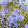 Blue Cichorium Flower seeds for Planting Garden Favorite, Heirloom & GMO Free Seeds for Home Garden seeds for planting