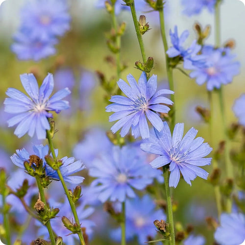 Blue Cichorium Flower seeds for Planting Garden Favorite, Heirloom & GMO Free Seeds for Home Garden seeds for planting