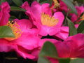 Pink Yellow Camellia Flower seeds for Planting Colorful Display, Heirloom & GMO Free Seeds for Home Garden seeds for planting