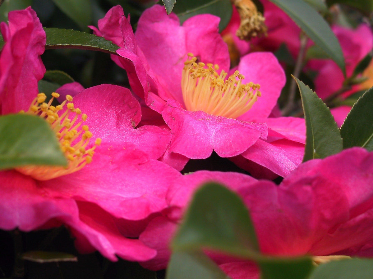 Pink Yellow Camellia Flower seeds for Planting Colorful Display, Heirloom & GMO Free Seeds for Home Garden seeds for planting