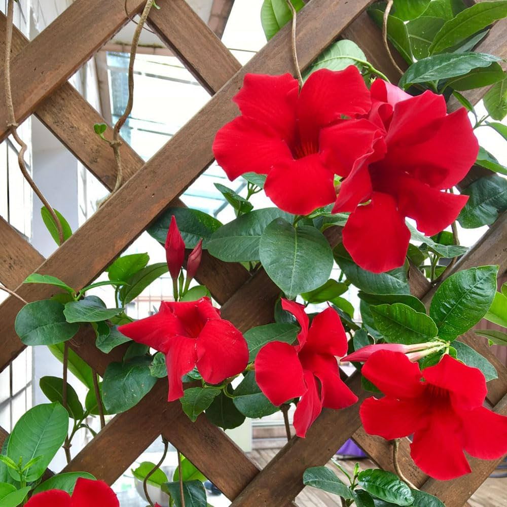 Dipladenia Flower seeds for Planting Colorful Display Heirloom & GMO Free Seeds for Home Garden seeds for planting