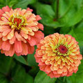 Lime Orange Zinnia Flower seeds for Planting Compact Growth, Heirloom & GMO Free Seeds for Home Garden seeds for planting