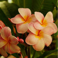 Orange Frangipani Flower seeds for Planting Garden Favorite, Heirloom & GMO Free Seeds for Home Garden seeds for planting