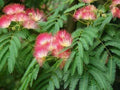 Pink Julibrissin Flower seeds for Planting Hardy Variety, Heirloom & GMO Free Seeds for Home Garden seeds for planting