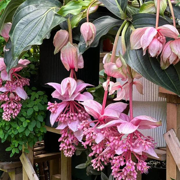 Medinilla Flower seeds for Planting Seasonal Bloomer Heirloom & GMO Free Seeds for Home Garden seeds for planting