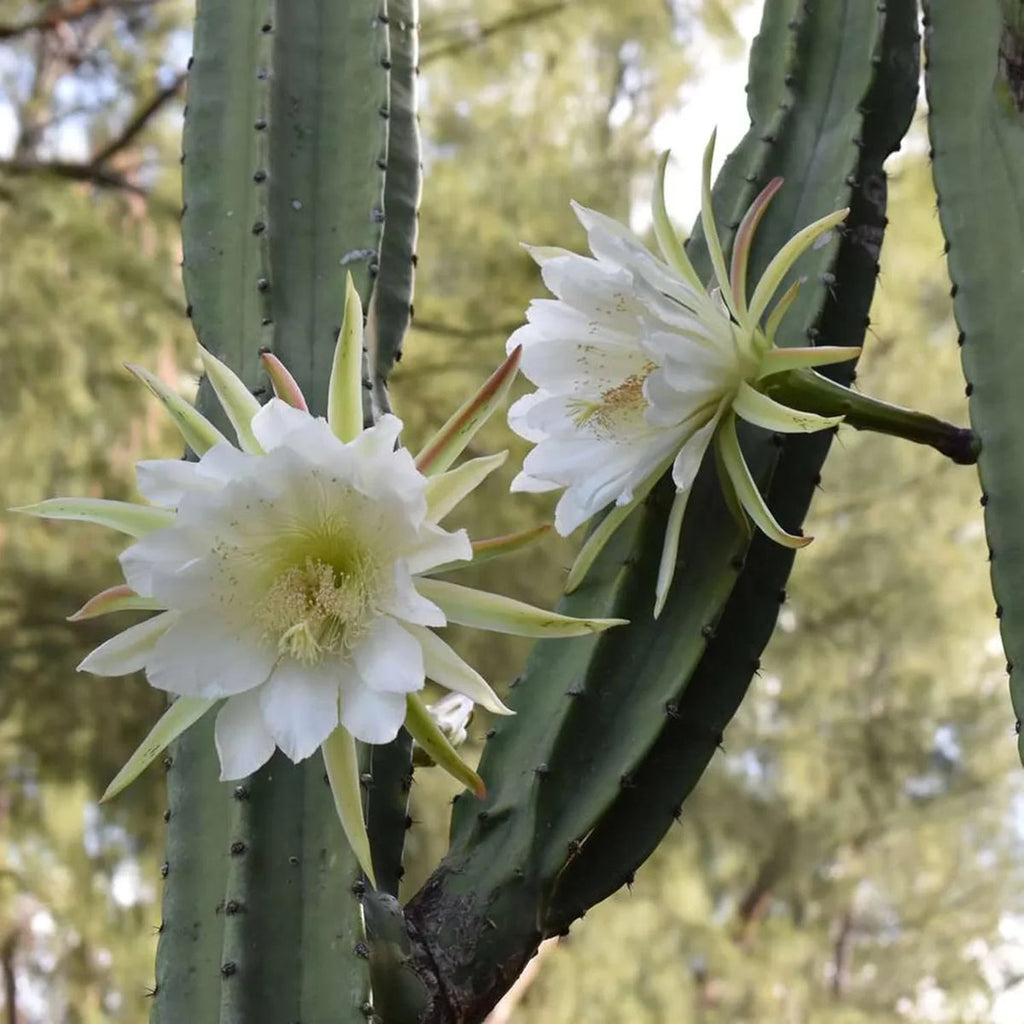White Epiphyllum Oxypetalum Flower seeds for Planting Wildflower Mix Heirloom & GMO Free Seeds for Home Garden seeds for planting