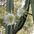 White Epiphyllum Oxypetalum Flower seeds for Planting Wildflower Mix Heirloom & GMO Free Seeds for Home Garden seeds for planting