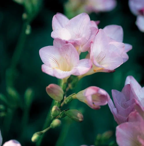 Baby Pink Freesia Flower seeds for Planting Easy to Grow, Heirloom & GMO Free Seeds for Home Garden seeds for planting