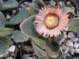 Titanopsis Fulleri Flower seeds for Planting Low Maintenance, Heirloom & GMO Free Seeds for Home Garden seeds for planting