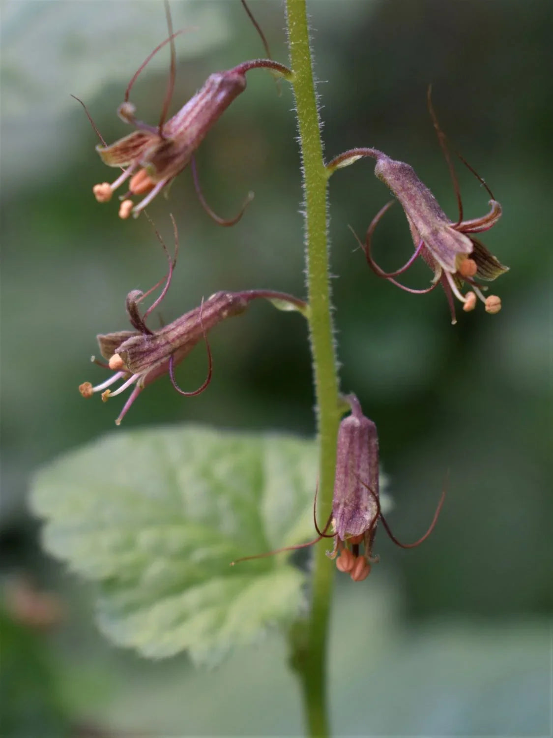Tolmiea Flower seeds for Planting Compact Growth, Heirloom & GMO Free Seeds for Home Garden seeds for planting